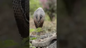 ಸುಭಾಷಿತಧಾರಾ – ೧೦