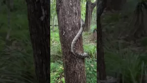 ಸುಭಾಷಿತಧಾರಾ – ೧೪ ಸುಭಾಷಿತಧಾರಾ – ೧೪