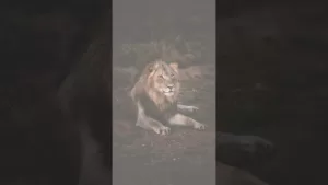 ಸುಭಾಷಿತಧಾರಾ – ೧೫ ಸುಭಾಷಿತಧಾರಾ – ೧೫