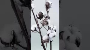 ಸುಭಾಷಿತಧಾರಾ – ೧೮ ಸುಭಾಷಿತಧಾರಾ – ೧೮