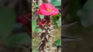 ಸುಭಾಷಿತಧಾರಾ – ೧೯ ಸುಭಾಷಿತಧಾರಾ – ೧೯