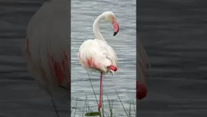 ಸುಭಾಷಿತಧಾರಾ – ೬೫